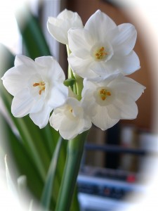 White_Flowers