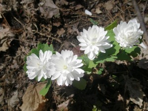 white_Flower_images