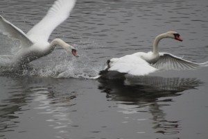 A moment on Hager Lake when two beautiful swans were taking flight.