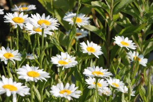 Daisies on Spectacle Island