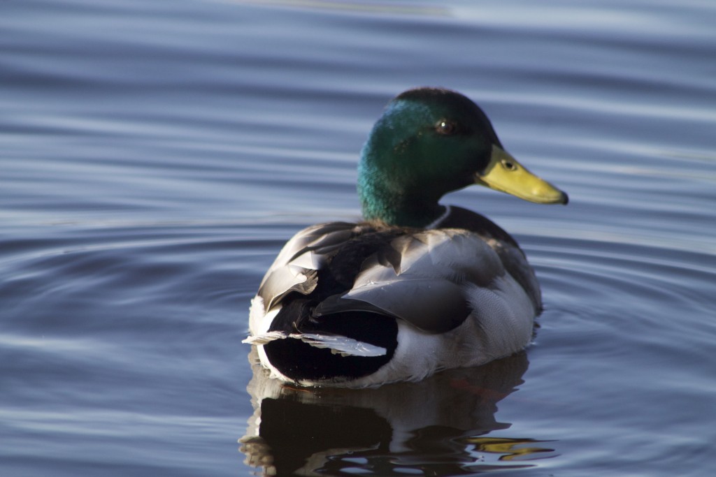 mallard-duck